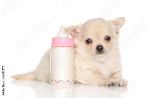 Fototapeta Naklejka Na Ścianę i Meble -  Chihuahua puppy near baby bottle