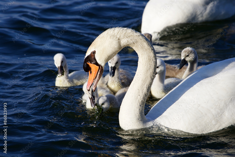 Fototapeta The mute swan is getting the food for his children
