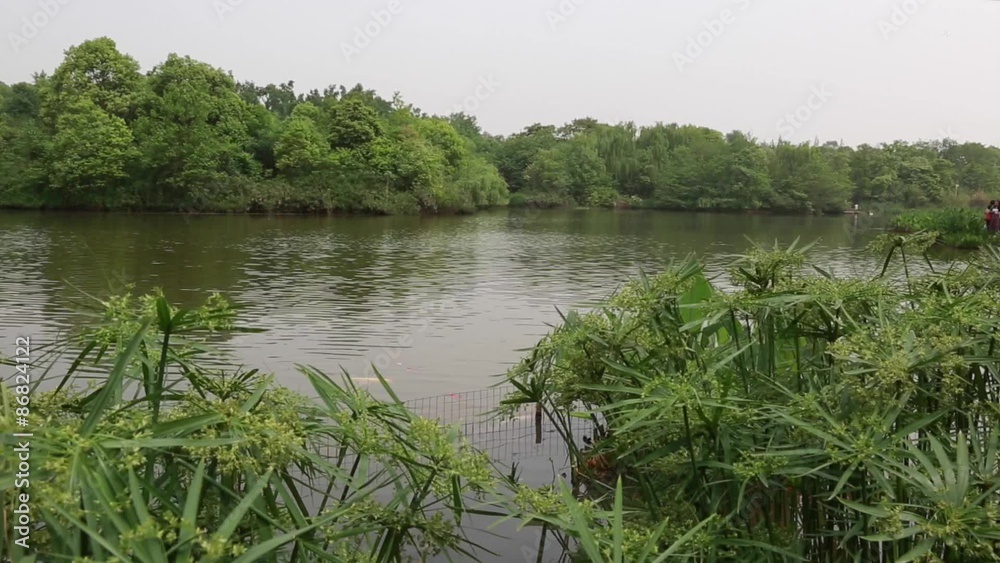 a lake at the giant panda breeding research center in chengdu a lake at the giant panda breeding research center in chengdu