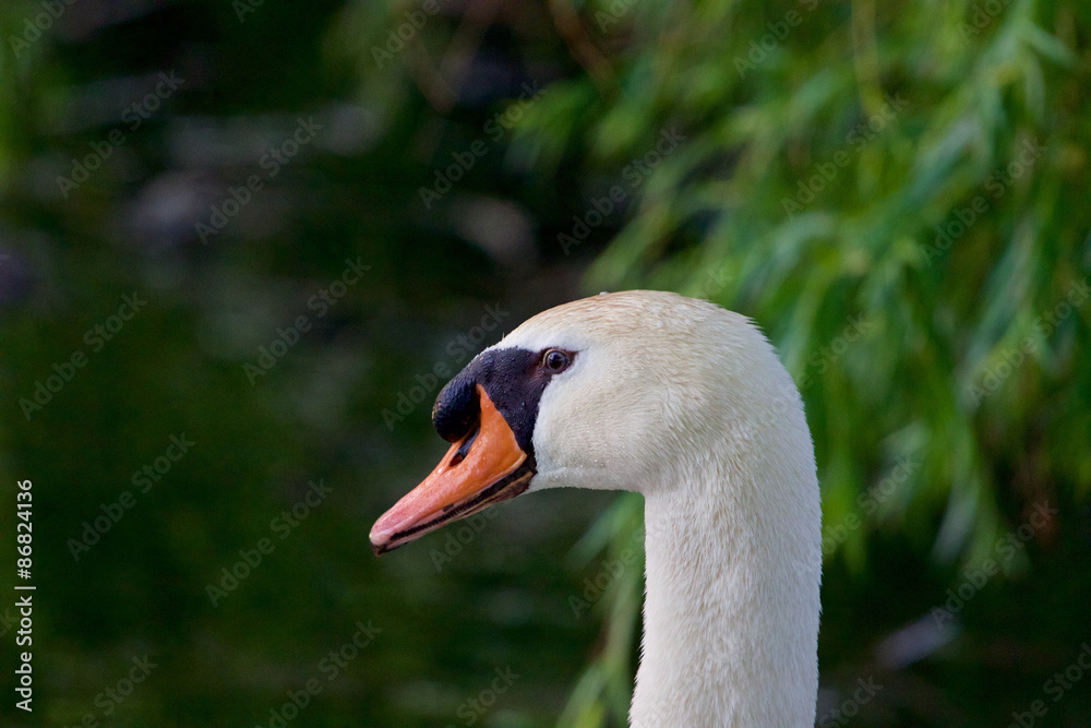 The mute swan is thinking about something The mute swan is thinking about something