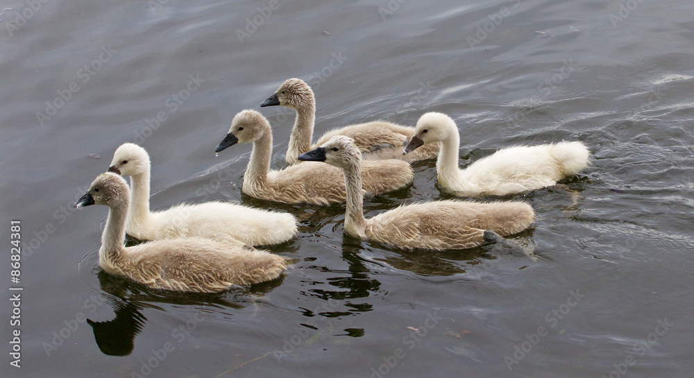 Six cute young swans are swimming together Six cute young swans are swimming together