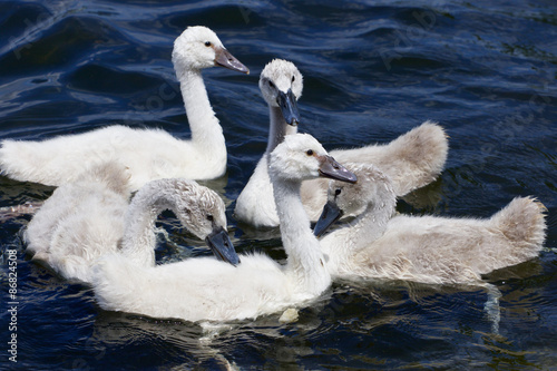 Five young mute swans are helping each other