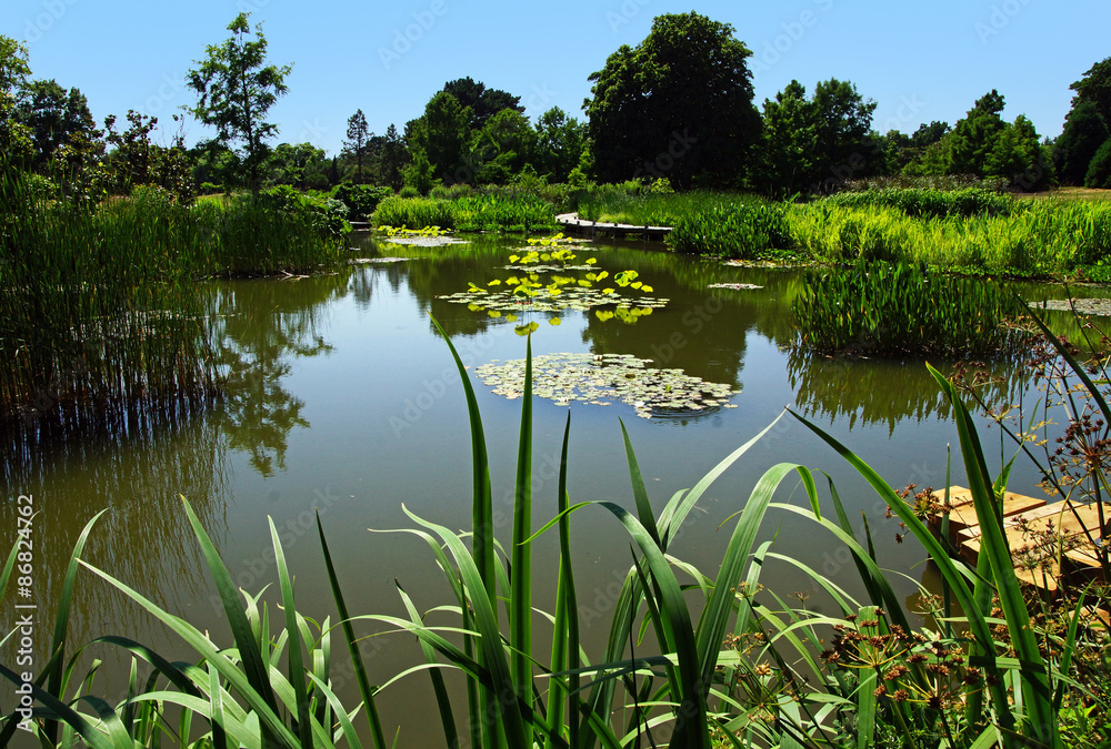Fototapeta premium étang