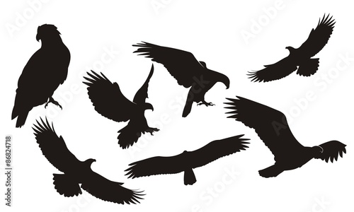 Eagle Silhouette Set. White-tailed eagle in flight silhouettes vector set