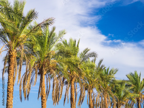 Palm trees lighted by evening sun against blue sky with clouds