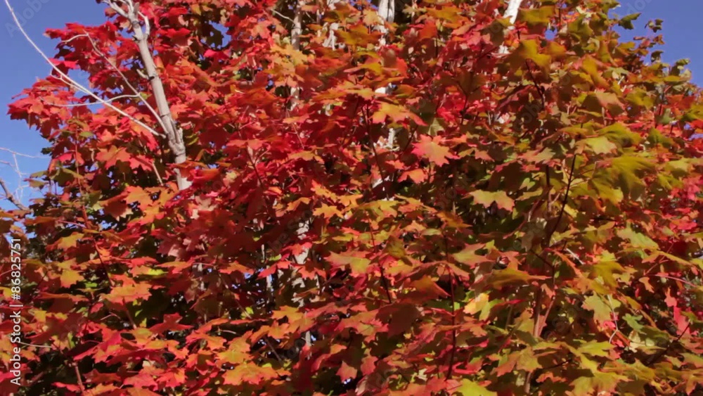 Maple Tree in the Fall Tilting Dolly Shot Maple Tree in the Fall Tilting Dolly Shot