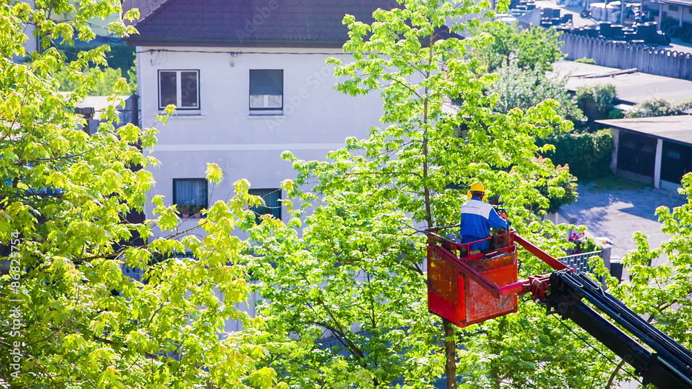 Cutting trees in city