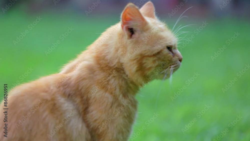 Fluffy orange cat outside in lawn Fluffy orange cat outside in lawn