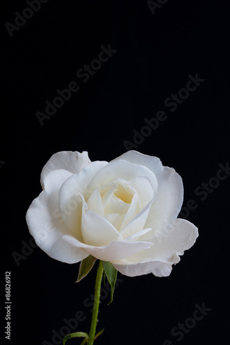 Fototapeta Naklejka Na Ścianę i Meble -  白いバラの花