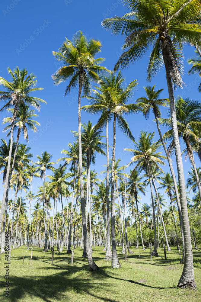 Bright grove of tall palm trees in a plantation on the Coconut Coast Nordeste Bahia Brasil Bright grove of tall palm trees in a plantation on the Coconut Coast Nordeste Bahia Brasil