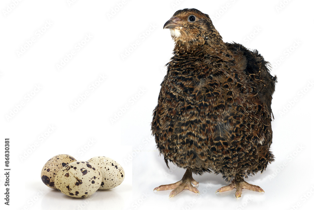 quail on a white background