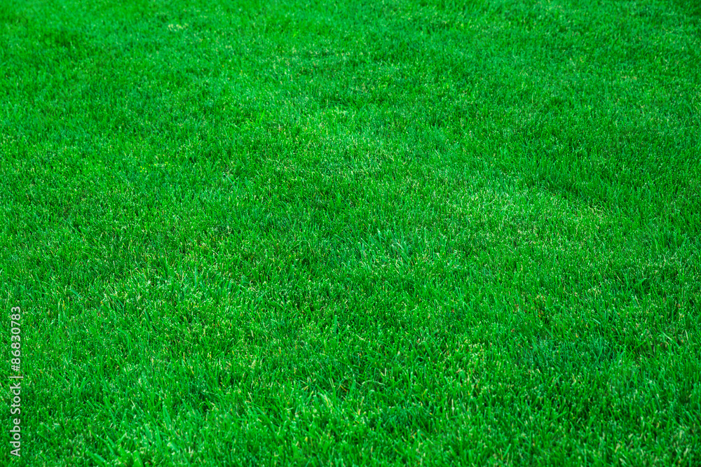 Perfect green grass lawn Perfect green grass lawn