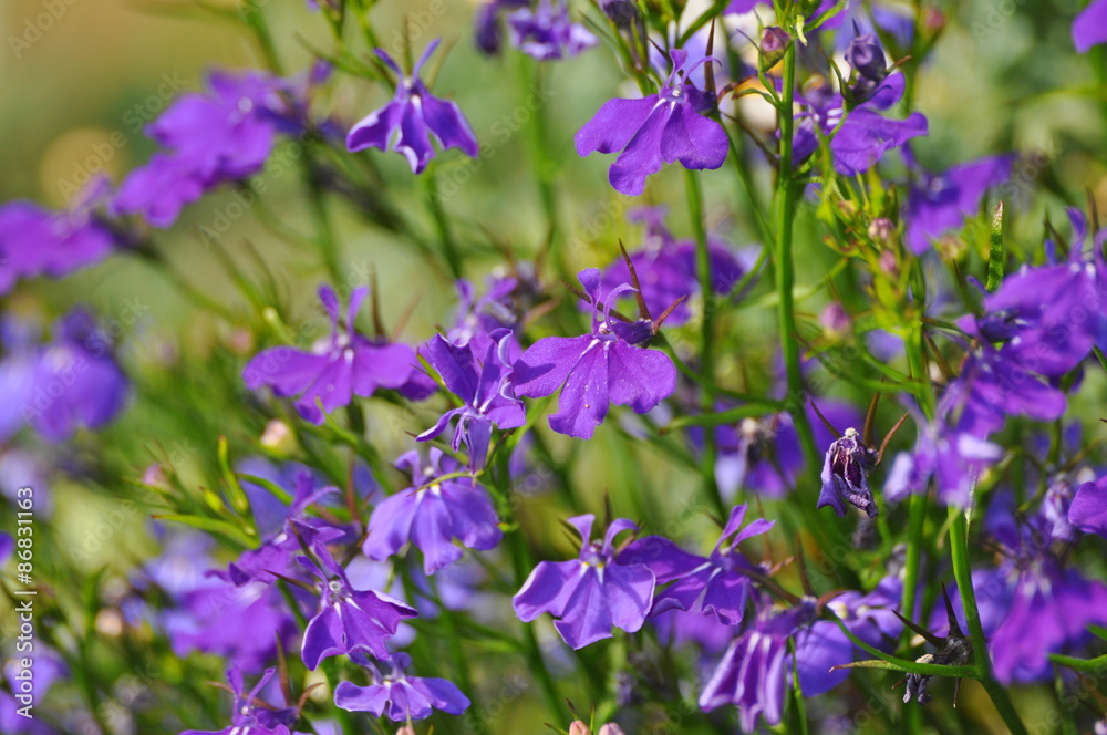 Fototapeta premium lavender