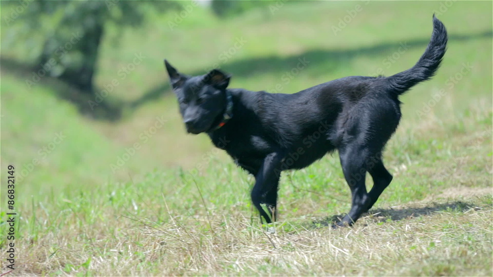Black retriever dog smelling something in grass Black retriever dog smelling something in grass