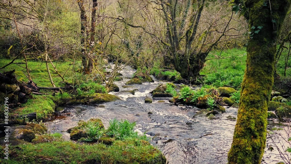 Woodland Scene With River Through The Trees