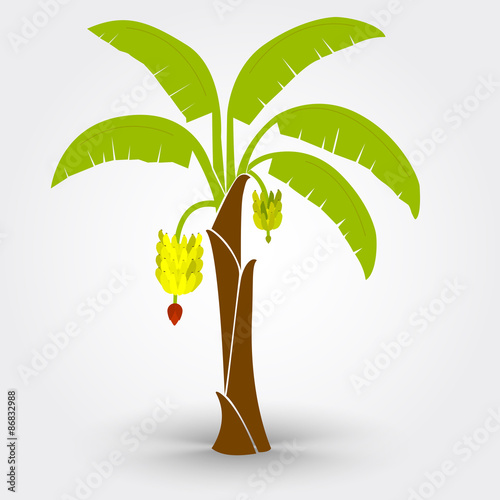 Banana tree isolated on a gray background with shadow. Editable.