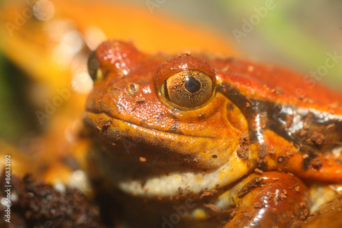 False tomato frog (Dyscophus guineti)