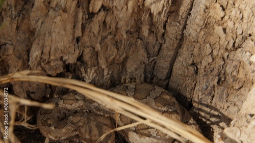 Great Basin rattlesnake coiled up by a tree photo