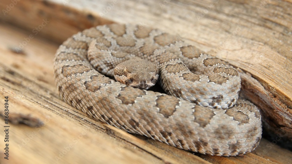 Great basin rattlesnake resting on log Great basin rattlesnake resting on log