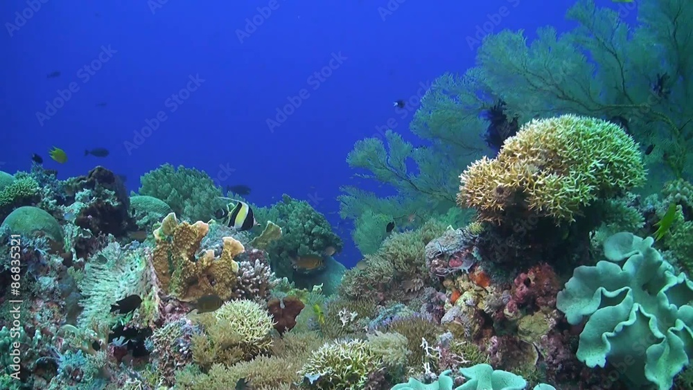 A school of midnight and humpback snapper on a coral reef A school of midnight and humpback snapper on a coral reef