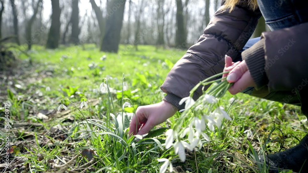 Picking tuft of snowdrops on green glade Picking tuft of snowdrops on green glade