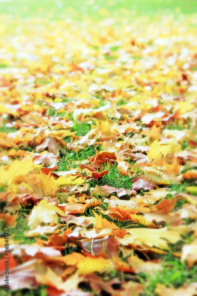 Autumnum golden maple leaves on the ground Autumnum golden maple leaves on the ground