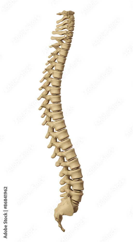 human spine human spine