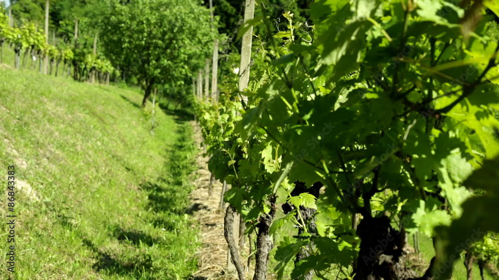 Static Shoot of Vineyard Plantation Static Shoot of Vineyard Plantation