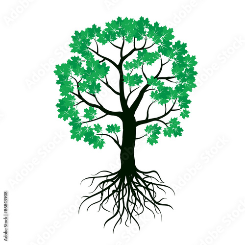 Illustration of Maple Tree and Roots