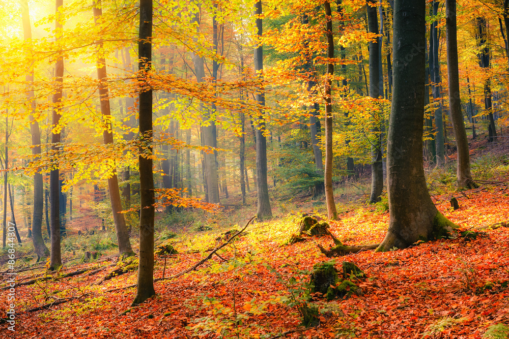 Fototapeta premium Sunny autumn forest