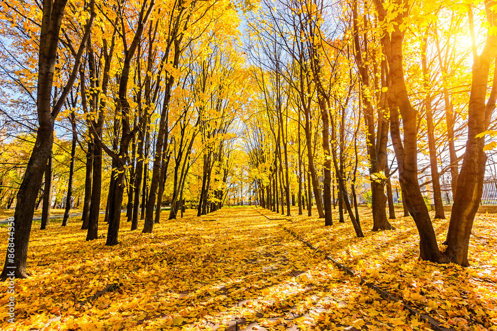 Obraz premium Autumn park