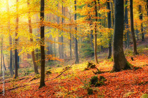 Sunny autumn forest