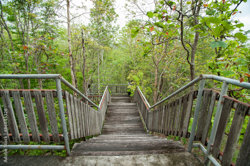 Fototapeta premium wood bridge,dense mixed forest