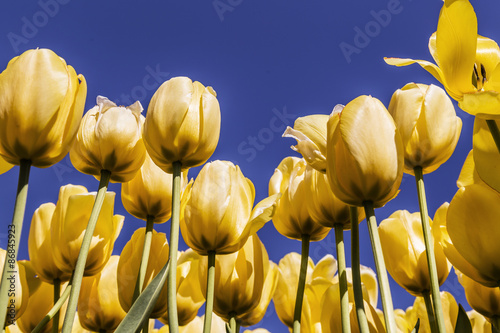 Beautiful yellow tulips with blue skies in background in Holland tulip festival in Holland, Michigan photo