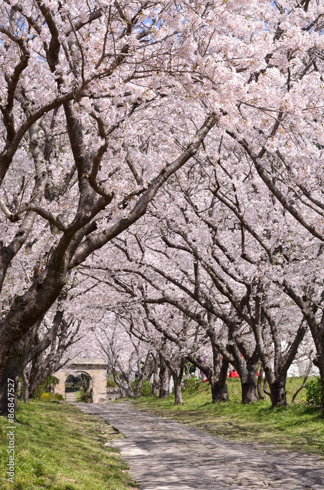 桜のアーチ