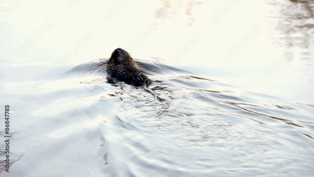Little Nutria swimming around at riverbank Little Nutria swimming around at riverbank