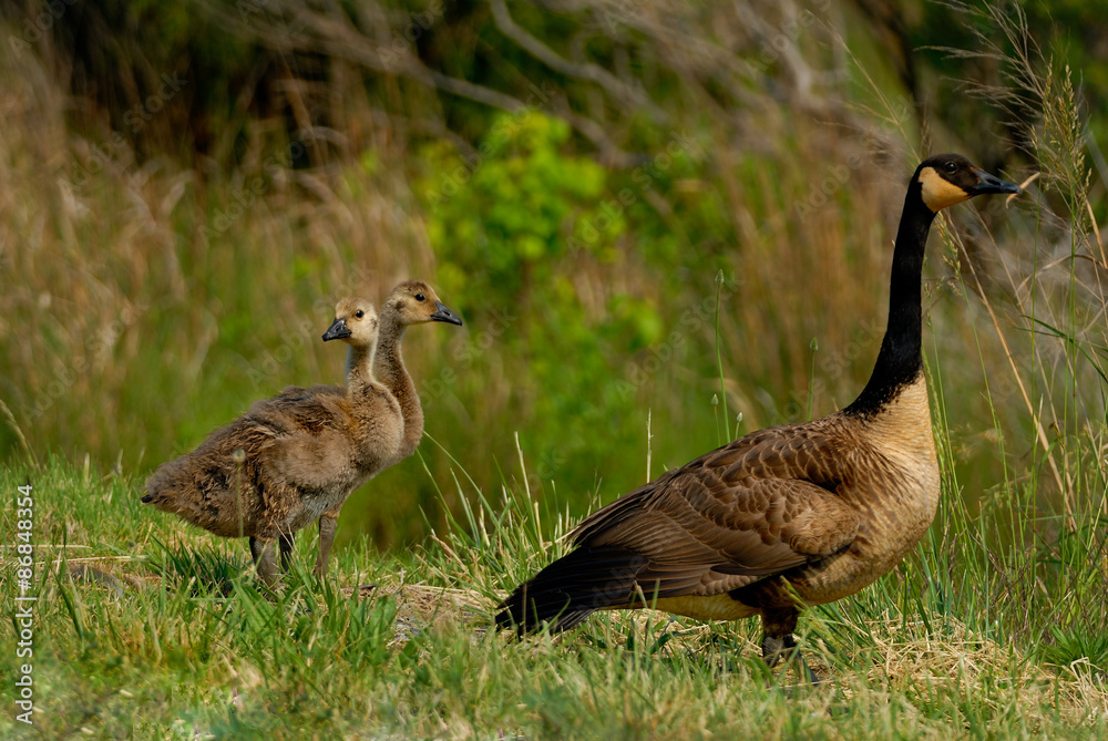 Canada geese are walking on the road
Canada geese are walking on the road