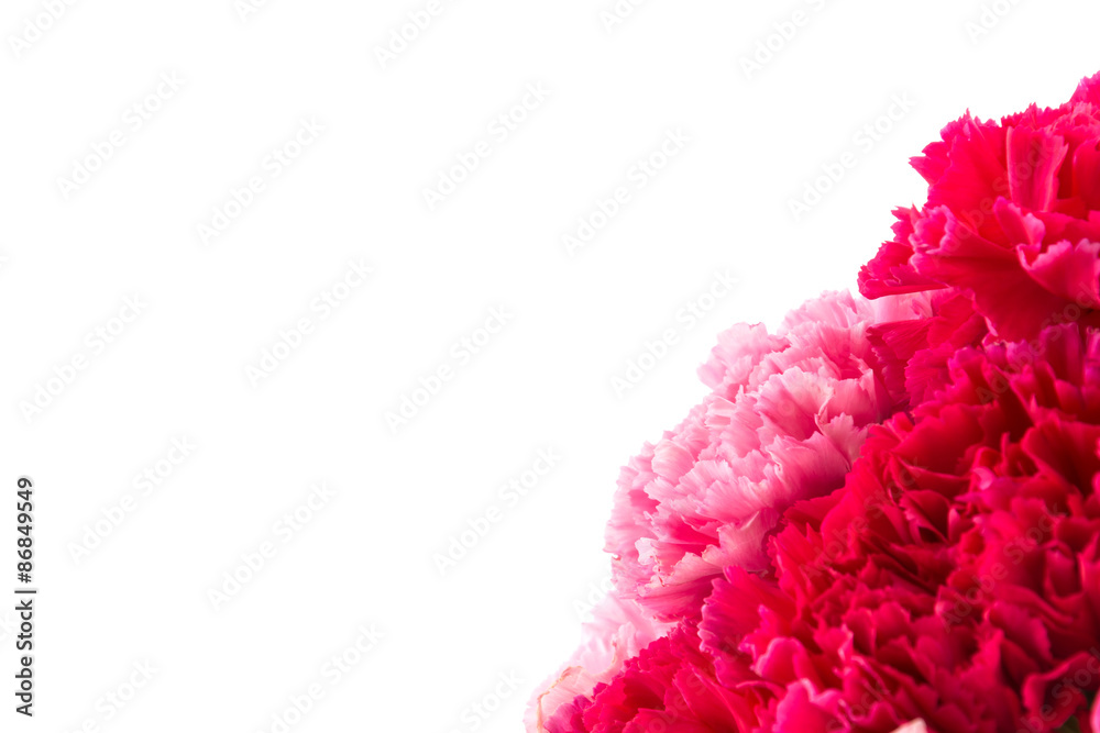 pink and red carnations flower pink and red carnations flower