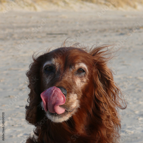 Obraz na płótnie Irish Setter Hündin, 13 Jahre und 8 Monate alt, leckt sich bei starkem Wind am S