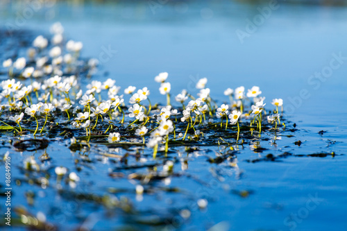 Flowers of the underwater plant photo