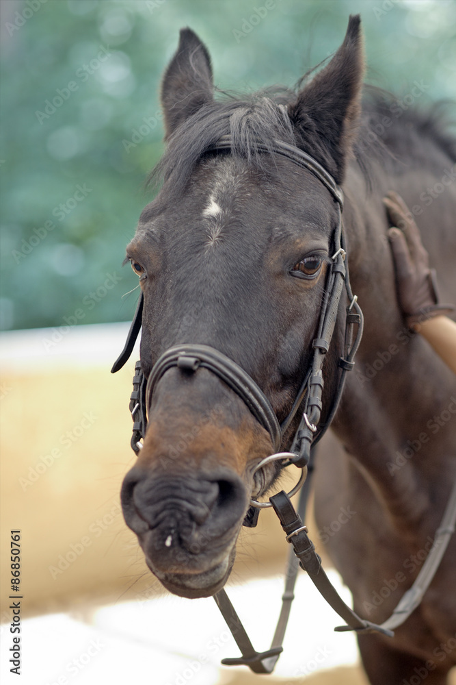 Fototapeta premium Horse head with master hand
