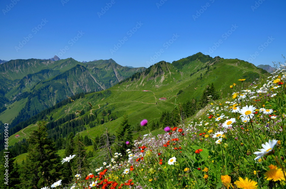 Blumenwiese und Berge in den Alpen, Österreich