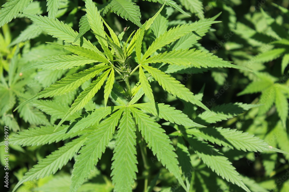 Cannabis Cannabis