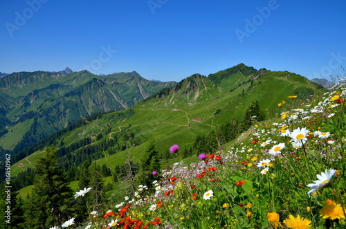 Blumenwiese und Berge in den Alpen    sterreich