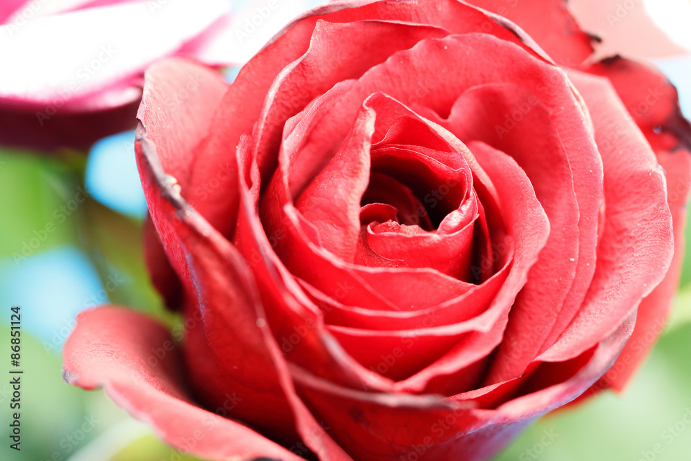 薔薇の花 薔薇の花