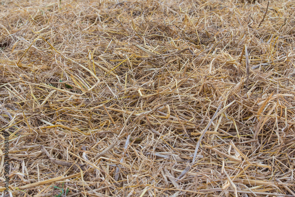 Texture of dry straw on the floor Texture of dry straw on the floor