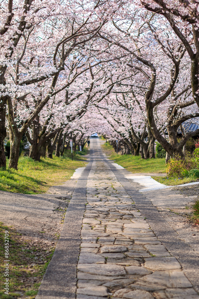 桜のアーチ＠佐賀県武雄市