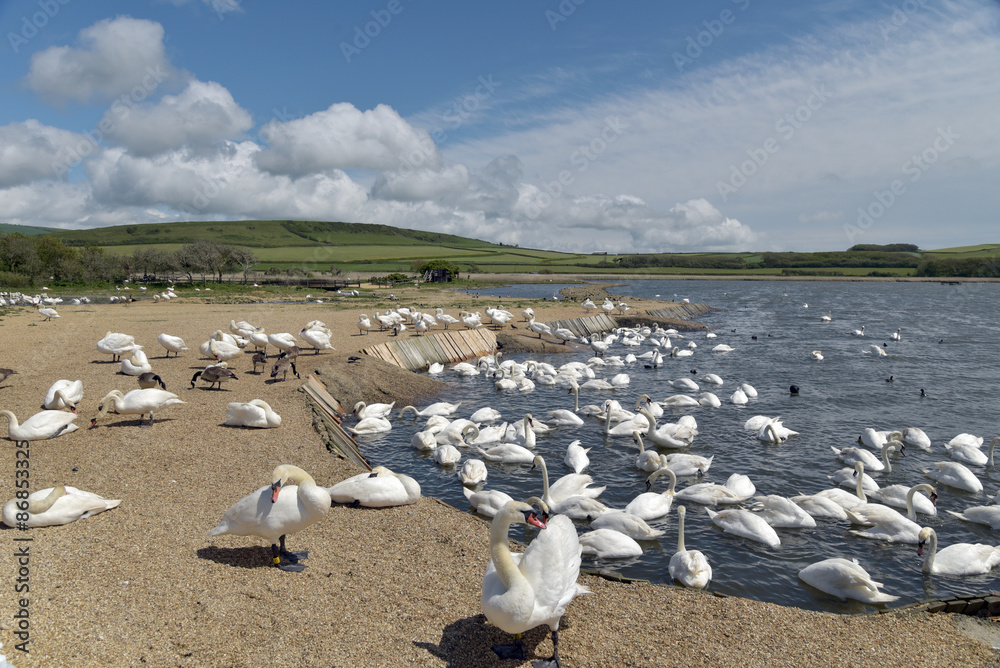 Naklejka premium Abbotsbury Swannery in Dorset