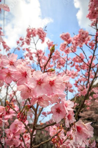 桜の花