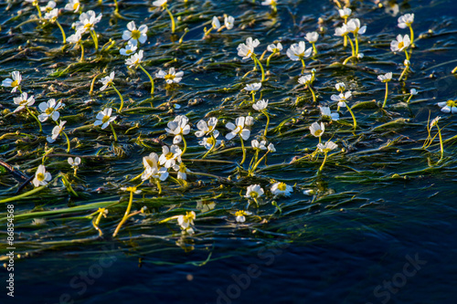 Flowers of the underwater plant photo